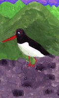 oystercatcher